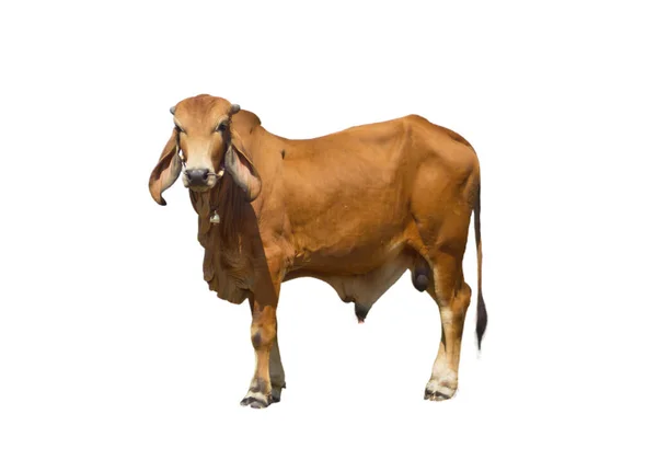 Vache Rouge Isolée Sur Fond Blanc — Photo