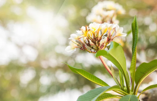 チャンパを花 庭の花します — ストック写真