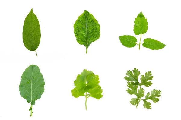 Sada Rostlinných Listů Izolovaných Bílém Pozadí — Stock fotografie
