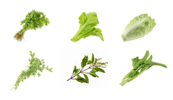 Conjunto Hojas Vegetales Aisladas Sobre Fondo Blanco — Foto de Stock