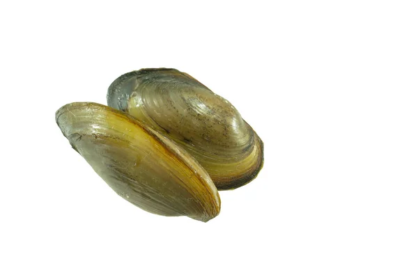 Freshwater Clam Isolated White Background — Stock Photo, Image