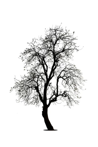Дерево Ізольовано Білому Тлі — стокове фото