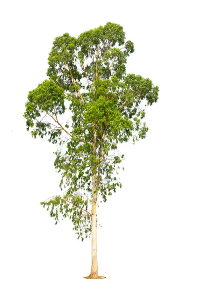 Árbol Eucalipto Aislado Sobre Fondo Blanco — Foto de Stock