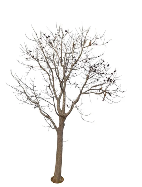 Tree Isolated White Background — Stock Photo, Image