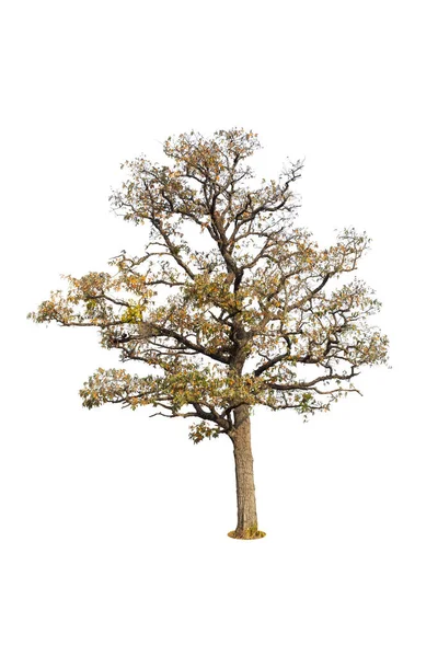 Albero Isolato Sfondo Bianco — Foto Stock