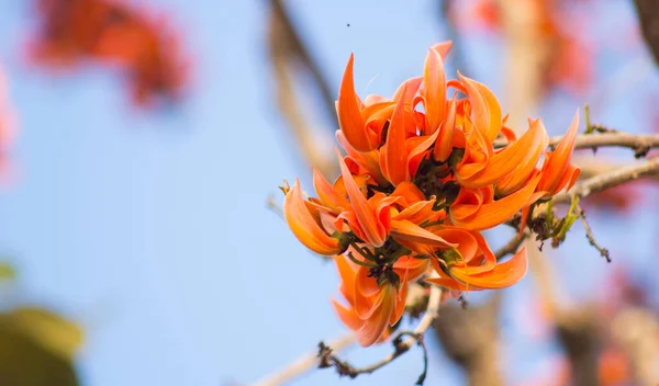 Bastardo Teca Que Floresce Estação Seca Tailândia — Fotografia de Stock