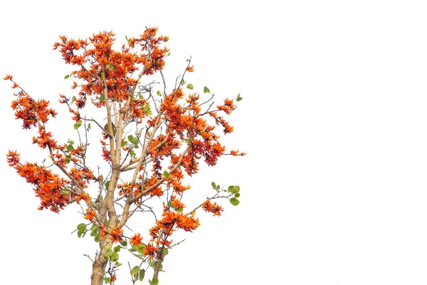 タイの乾季に咲くバスタードチーク — ストック写真