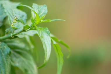 Acıların kralı soğuk etkisi olan acı bir bitkidir, bu yüzden iyi bir bitkisel ilaçtır ve soğuk algınlığı tedavisinde özellikleri vardır..