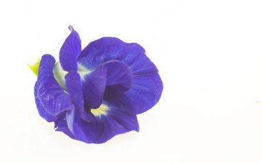 Kelebek Bezelyesi beyaz arka planda izole edilmiş