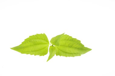 Siyam otunun yaprakları yaranın daha hızlı pıhtılaşmasını sağlayan Tayland bitkileridir..