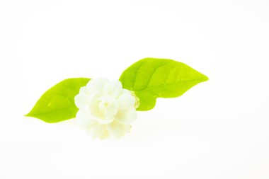 Beyaz arka planda izole edilmiş Arap yasemini