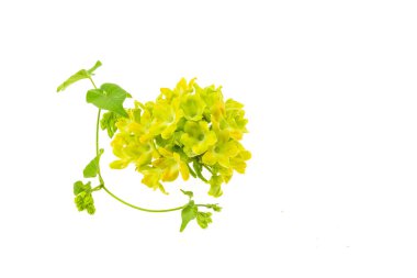 Beyaz arka planda izole edilmiş sığırcık sürücüsü