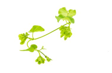 Beyaz arka planda izole edilmiş sığırcık sürücüsü