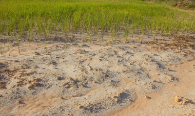 Tuzlu toprak verimsizdir ve yasemin pirincinin ölmesine neden olur.