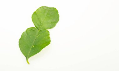 Beyaz arkaplanda kaffir kireç yaprakları izole