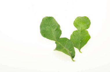 Beyaz arkaplanda kaffir kireç yaprakları izole