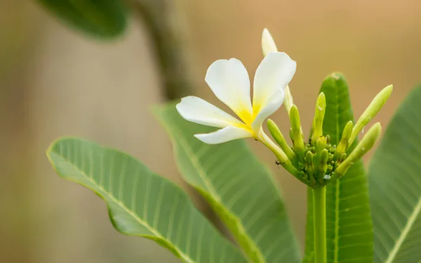 Las Flores Plumeria Son También Flor Nacional Laos Llamada Flor —  Fotos de Stock