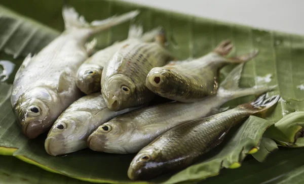 Freshwater fish placed on banana leaves