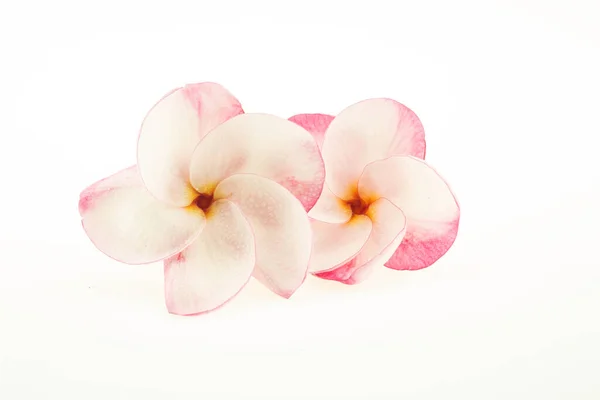 Plumeria Flowers Also National Flower Laos Called Champa Flower — Stock Photo, Image