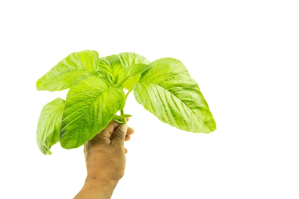 Mãos Segurando Legumes Espinafre Isolado Fundo Branco — Fotografia de Stock