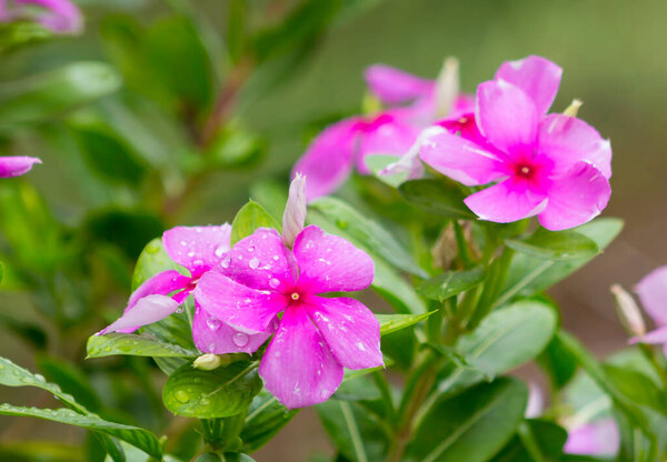 Мадагаскарская перивинкль, которая цветет в саду.