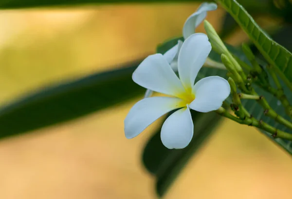 Las Flores Plumeria Son También Flor Nacional Laos Llamada Flor —  Fotos de Stock