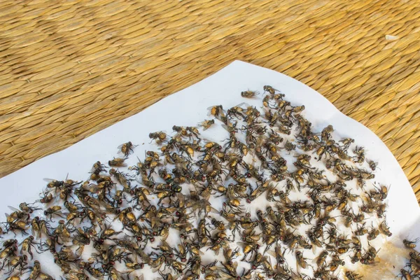 Fly Flew Glue Trap — Stock Photo, Image