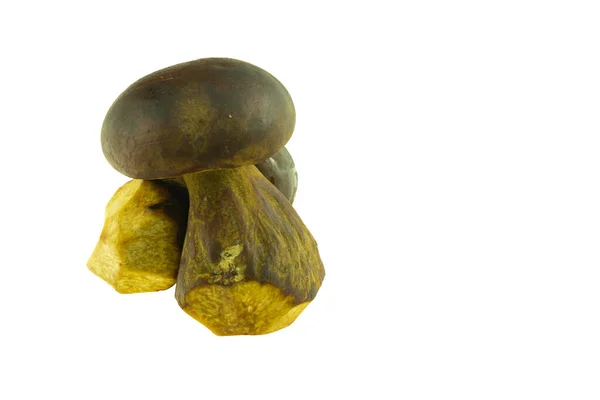 Cogumelos Amargos Isolados Sobre Fundo Branco — Fotografia de Stock