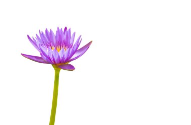 Beyaz arka plan üzerinde izole mor lotus çiçeği