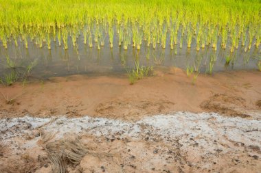 Tarım alanlarında tuz lekeleri var.