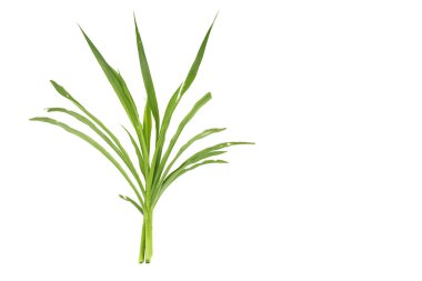 Beyaz arka planda izole edilmiş Napier otları