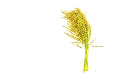 Glutinous Rice beyaz arka planda izole edilmiş.