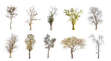 Beyaz arkaplanda izole edilmiş ağaç