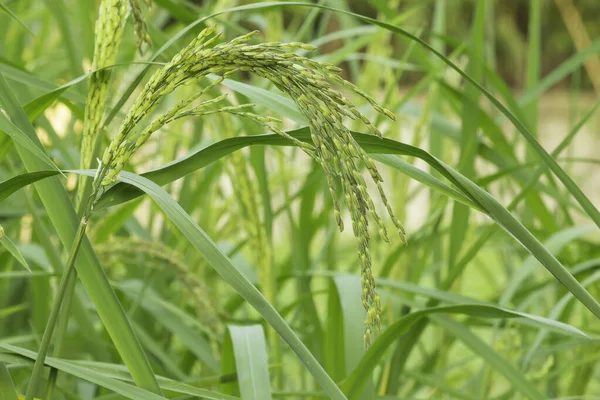Glutinous Rice Yielding Fields — Stock Photo, Image