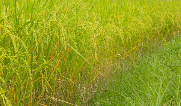 Жасминовый Рис Урожайный Полях — стоковое фото