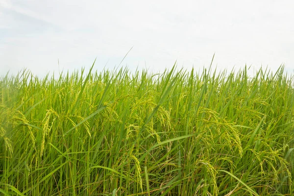 Jasmine Rice Yielding Fields — Stock Photo, Image