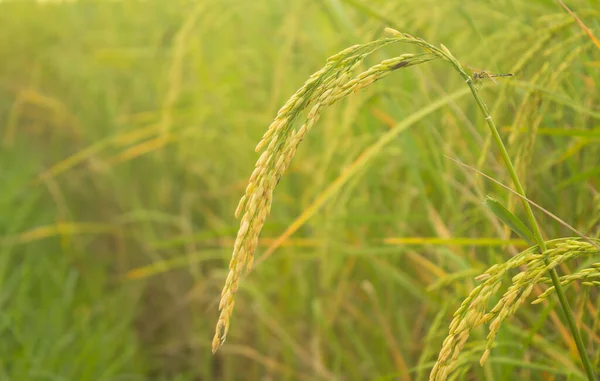 Jasmine Rice Yielding Fields — Stock Photo, Image