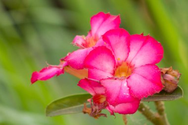 Parkta çiçek açan Impala zambağı