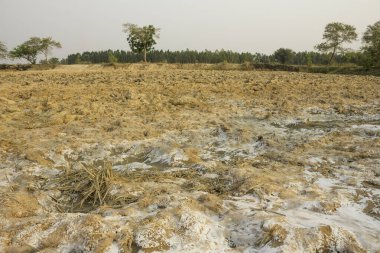 Tayland 'ın kuzeydoğusundaki kırsal bölgelerde bozulma ve verimsizlik nedeniyle tuz birikintileri var..