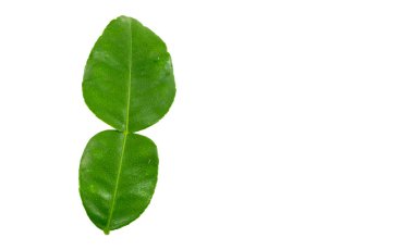 Kaffir kireç yaprakları beyaz arkaplanda izole