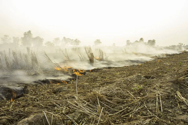 Agricultores Queimam Palha Para Preparar Para Arar Semear Arroz — Fotografia de Stock