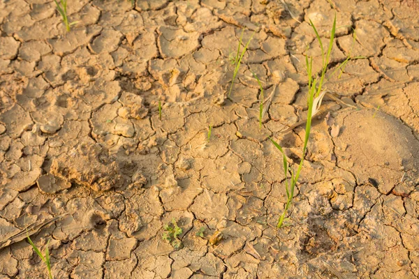 Rice seedlings growing in the midst of a drought.