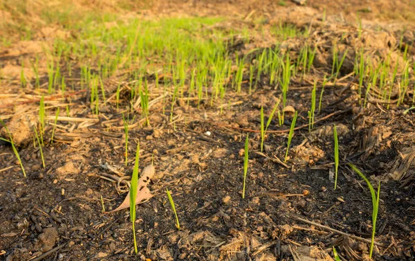 Semis Riz Poussant Milieu Une Sécheresse — Photo