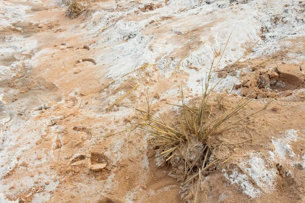 Gras Sterft Als Gevolg Van Zoute Grond Met Zout Afzettingen — Stockfoto