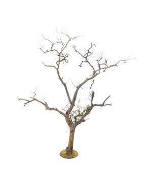 Beyaz arkaplanda izole edilmiş ölü ağaç