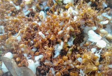 Kırmızı Karınca Yumurtası Tayland 'da bahar mevsiminde popüler bir Tayland yemeğidir..