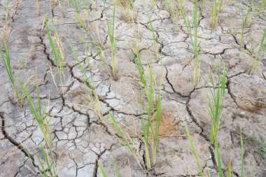 Yasemin pirinç fideleri tuzlu toprak ve kuraklıkta yetişir..
