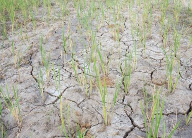 Yasemin pirinç fideleri tuzlu toprak ve kuraklıkta yetişir..