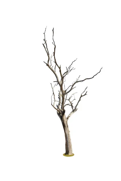 Döda Träd Isolerad Vit Bakgrund — Stockfoto