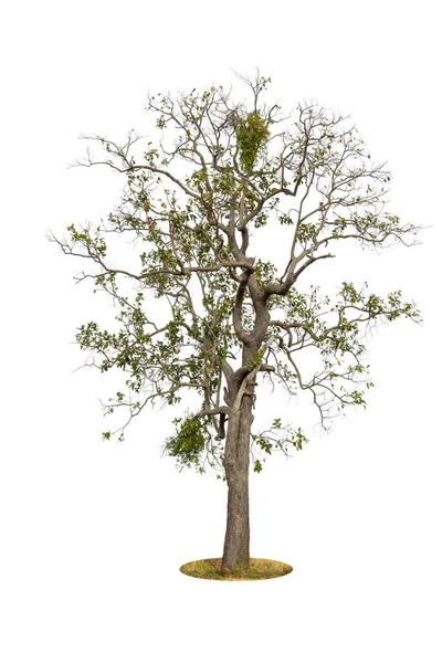 Baum Isoliert Auf Weißem Hintergrund — Stockfoto